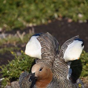 Ruddy-headed goose
