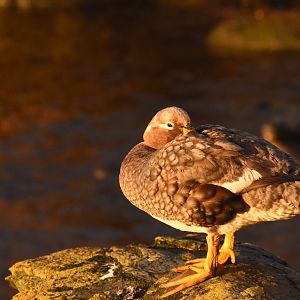 Falkland steamer duck