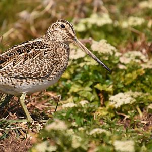 Magellanic snipe