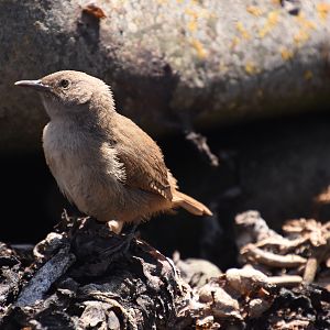 Cobb's wren