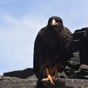 Striated caracara
