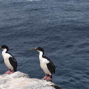 Imperial cormorants
