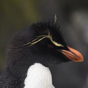 Southern rockhopper