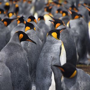 King penguin colony