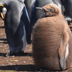 King penguin juvenile