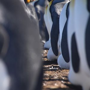 King penguins