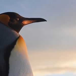 King penguin