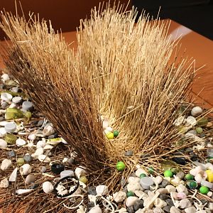 Bower Western bowerbird