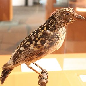 Western bowerbird - Chlamydera guttata
