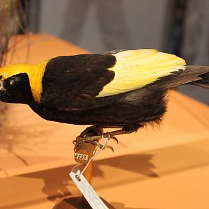 Regent bowerbird - Sericulus chrysocephalus