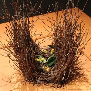 Bower Regent bowerbird