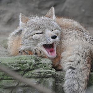 Corsac fox / Vulpes corsac