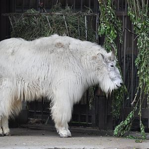 Rocky Mountain goat/ Oreamnos americanus
