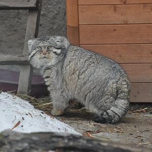 Pallas` cat  / Otocolobus manul /