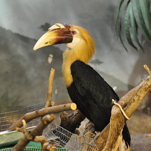 Blyth`s hornbill/ Rhyticeros plicatus