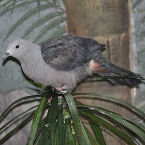Pinon imperial pigeon/ Ducula myristicivora
