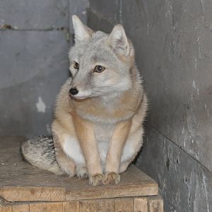 Corsac fox/ Vulpes corsac