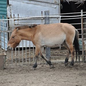 Przewalski`s wild horse/ Equus caballus przewalskii