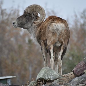 Semipalatinsk argali/ Ovis ammon collium