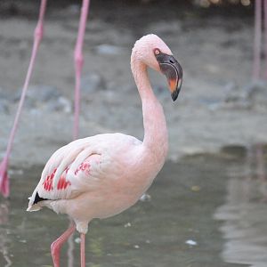 Lesser flamingo/ Phoeniconaias minor