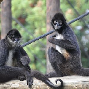 Spider monkey/ Ateles geoffroyi vellerosus