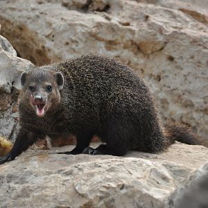 Cusimanse/ Crossarchus obscurus