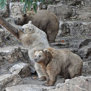 Syrian brown bear / Ursus arctos syriacus