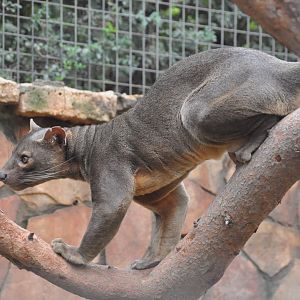 Fossa / Cryptoprocta ferox