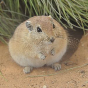Fat sand rat / Psammomys obesus terrasanctae