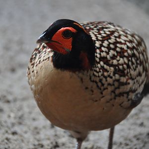 Cabot`s tragopan / Tragopan caboti