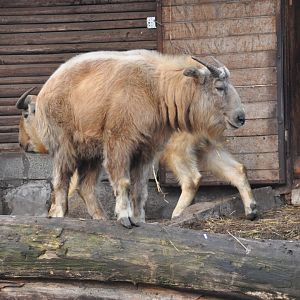 Golden takin/ Budorcas taxicolor bedfordi