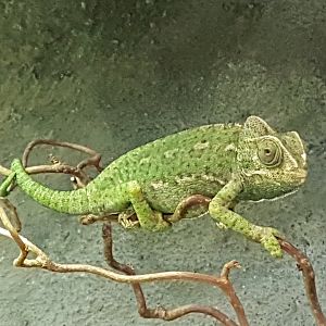 European chameleon