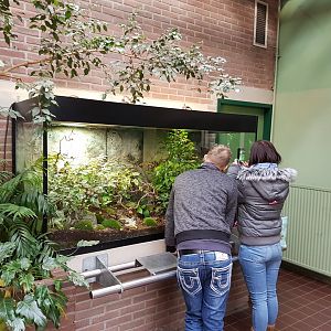 Enclosure European chameleon