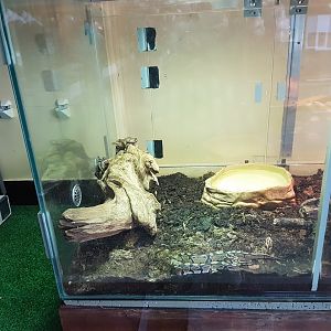 Raising-tank Ball python