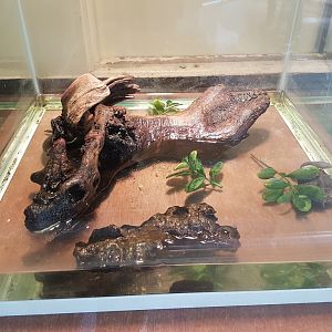 Turtle raising-tank