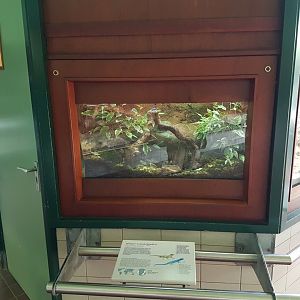 Enclosure Electric blue gecko