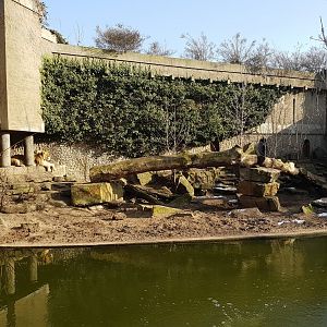 Lion-enclosure