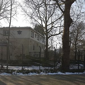 African painted dog enclosure