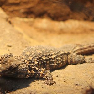Warren's girdled lizard
