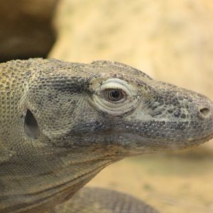 Komodo Dragon
