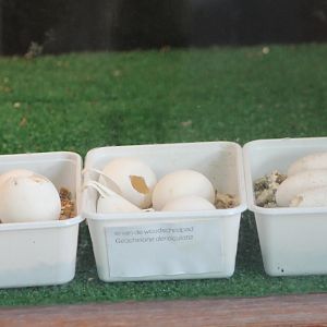 Eggs Yellow-footed tortoise