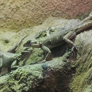 Common agamas