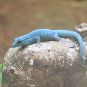 Electric blue gecko