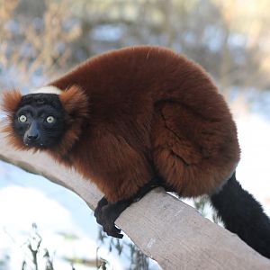 Red ruffed lemur