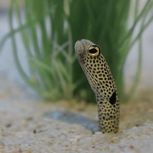 Spotted garden eel