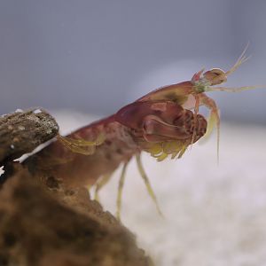 Mantis shrimp