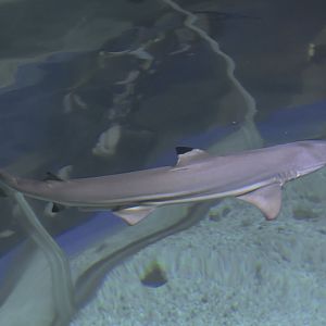 Blacktip shark