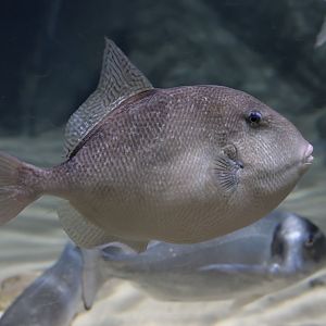 Grey triggerfish