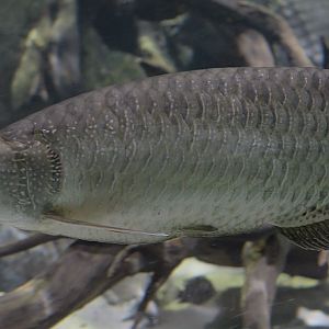 Australian arowana