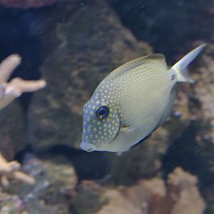 Short-tailed bristle-tooth surgeonfish
